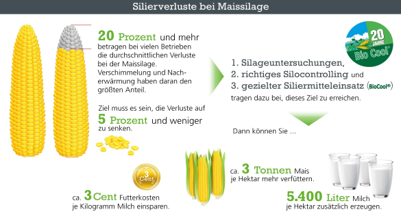 Silierverluste bei Maissilage reduzieren